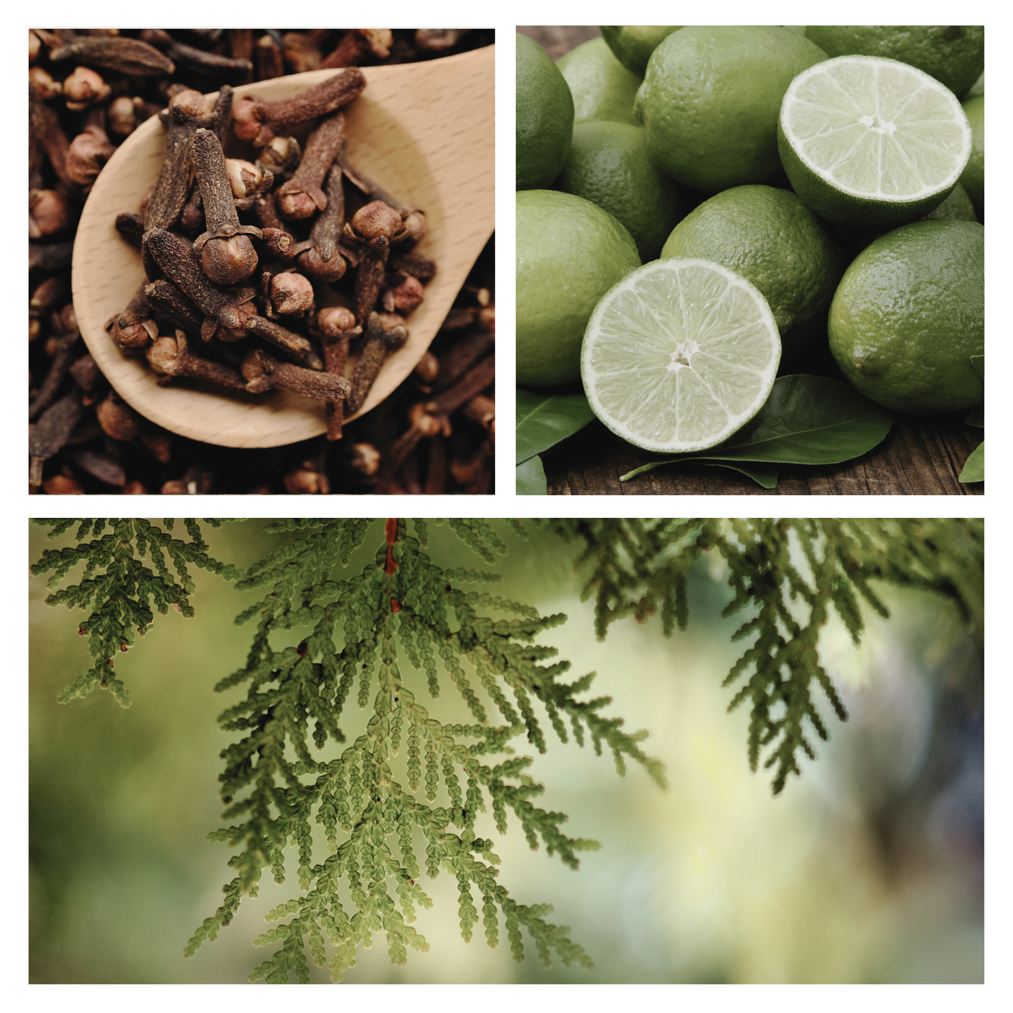 Be Northern Simmer Pot Mix, Natural Wooded Citrus Aroma – Jar Edition